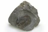 Scabriscutellum Trilobite - Nice Shell Detail #312798-2